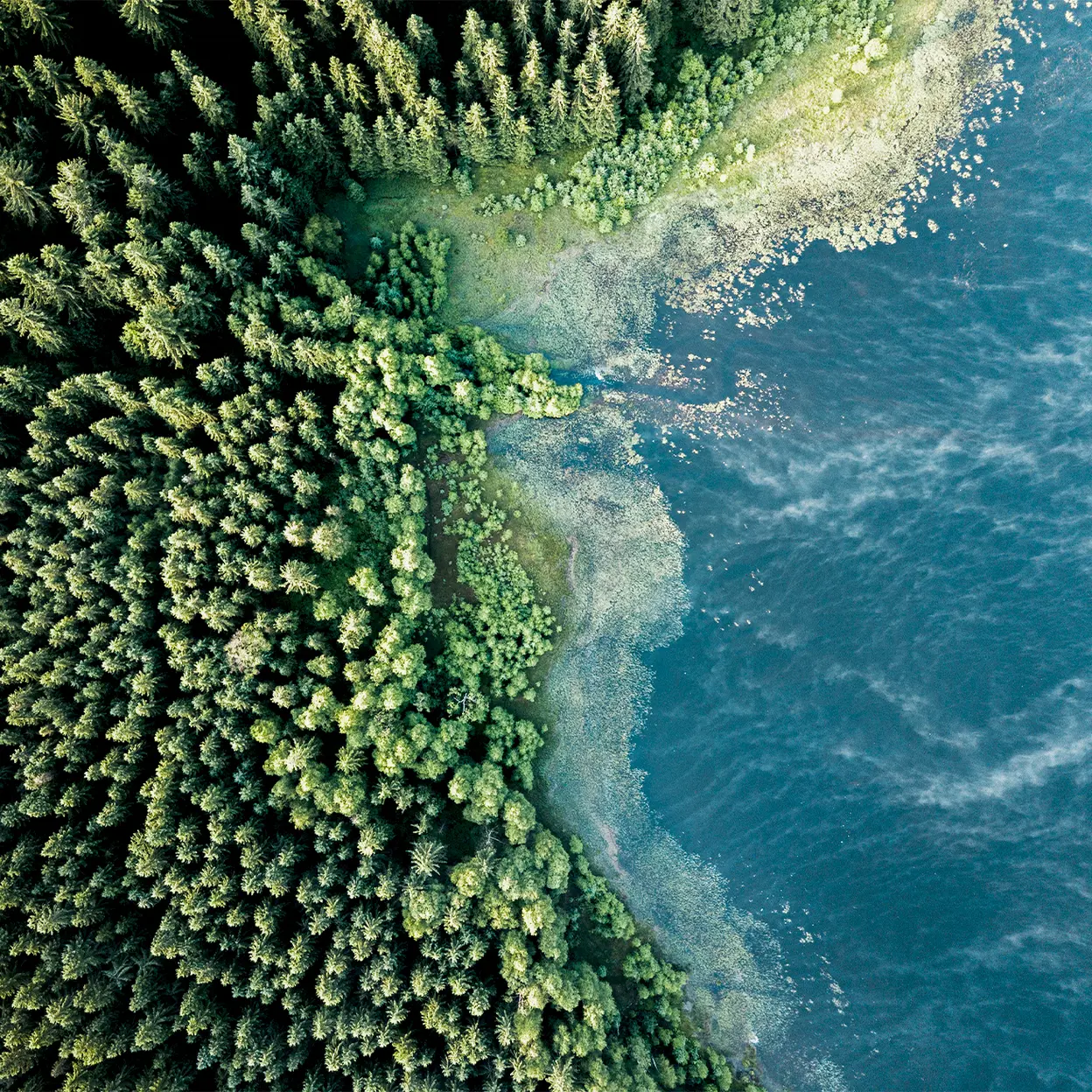 Widok z góry przedstawia gęsty las, który graniczy z wodą. Po lewej stronie widoczne są ciemne, wysokie drzewa, a po prawej stronie woda ma głęboki, niebieski kolor, z fragmentami roślinności wokół brzegu. Całość emanuje spokojem i naturalnym pięknem.